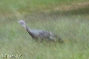 5995 Lindley Mill Road Graham, NC 27253 - Photo 3 of 3 Wild turkey on the property