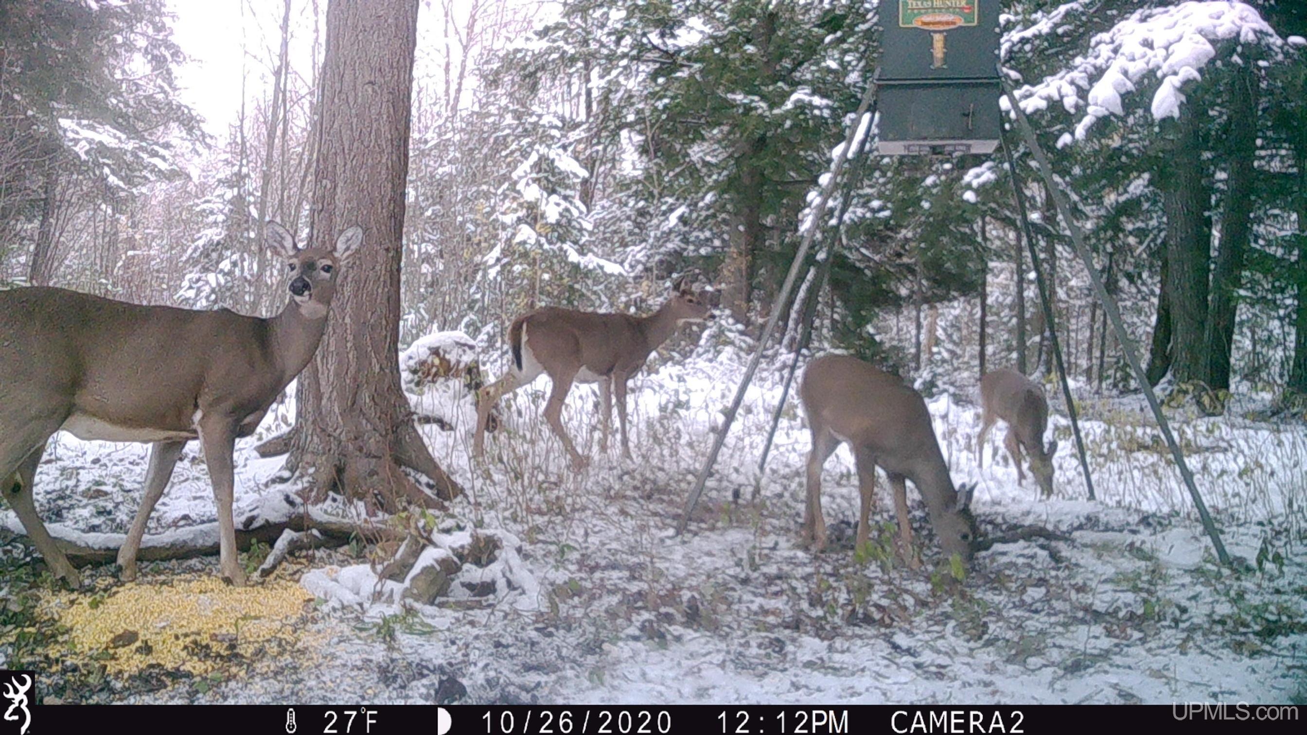 Tbd Barry Road Iron River, MI 49935 - Photo 29 of 40 Gallery Image 29