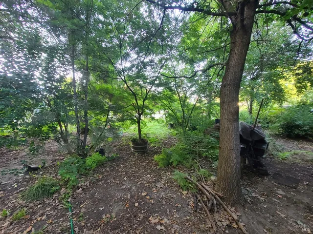 a view of a forest with trees
