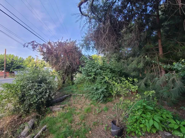 a view of a garden with plants