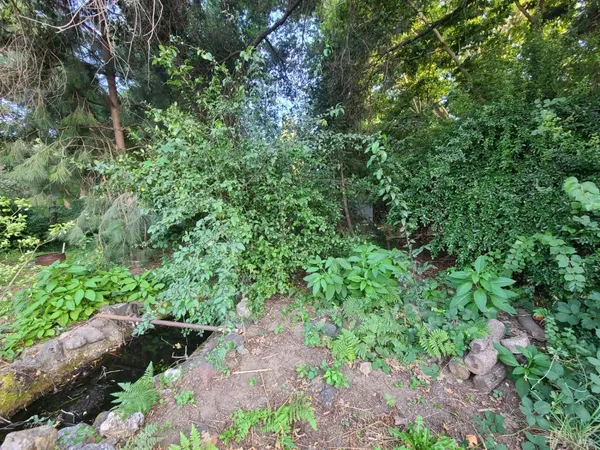 a view of a yard with a tree