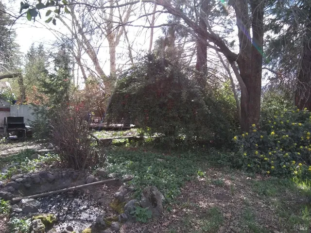 a view of a tree in the middle of forest