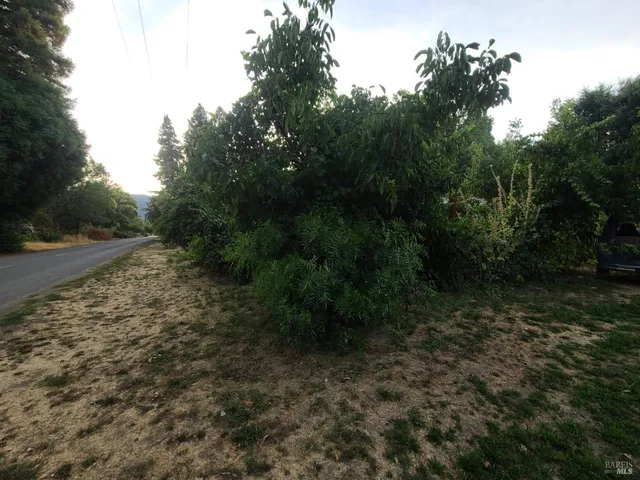 a view of a yard with plants and trees