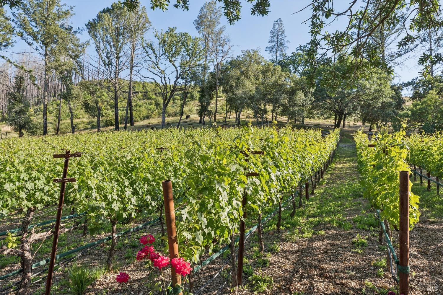 391 Crystal Springs Road St. Helena, CA 94574 - Photo 93 of 99