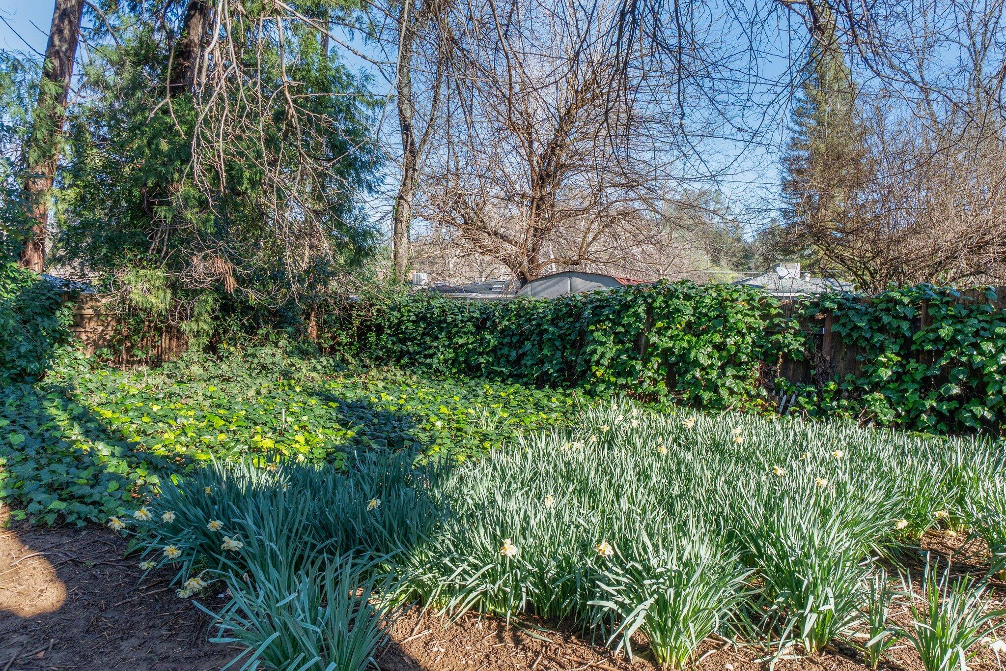 686 Coronado Street Redding, CA 96003 - Photo 29 of 39 a view of a garden with plants and large trees