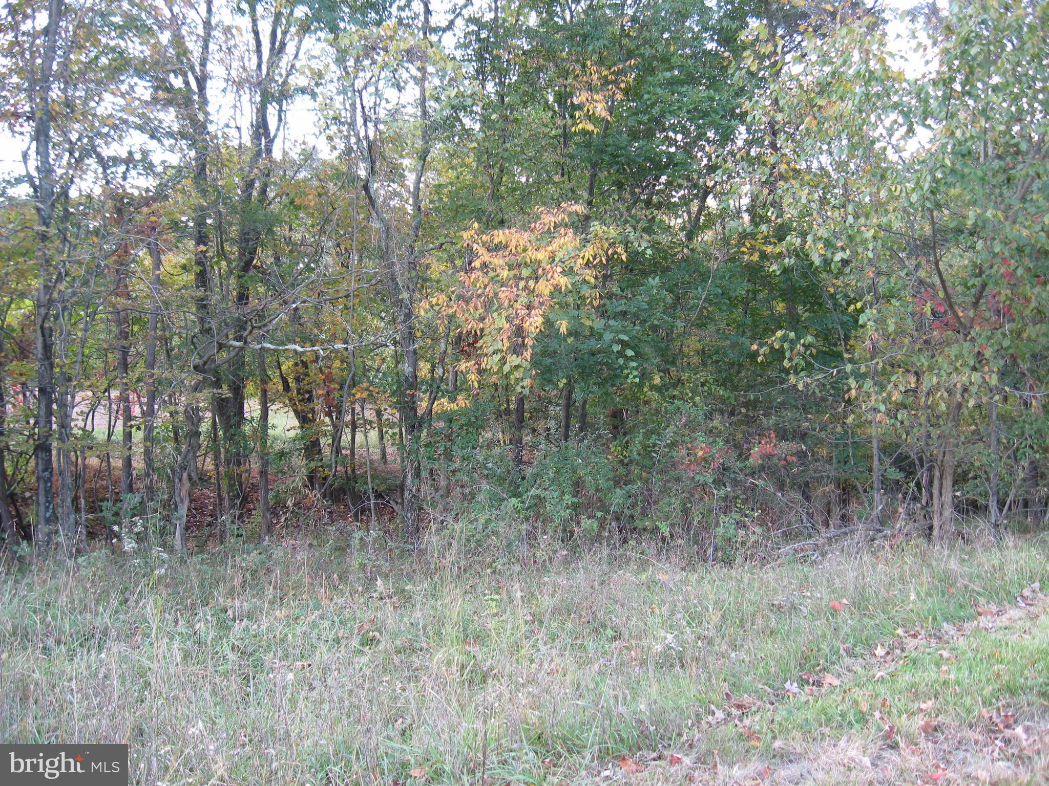 Fish Hatchery Road Berkeley Springs, WV 25411 - Photo 23 of 44 a view of a forest with trees in the background
