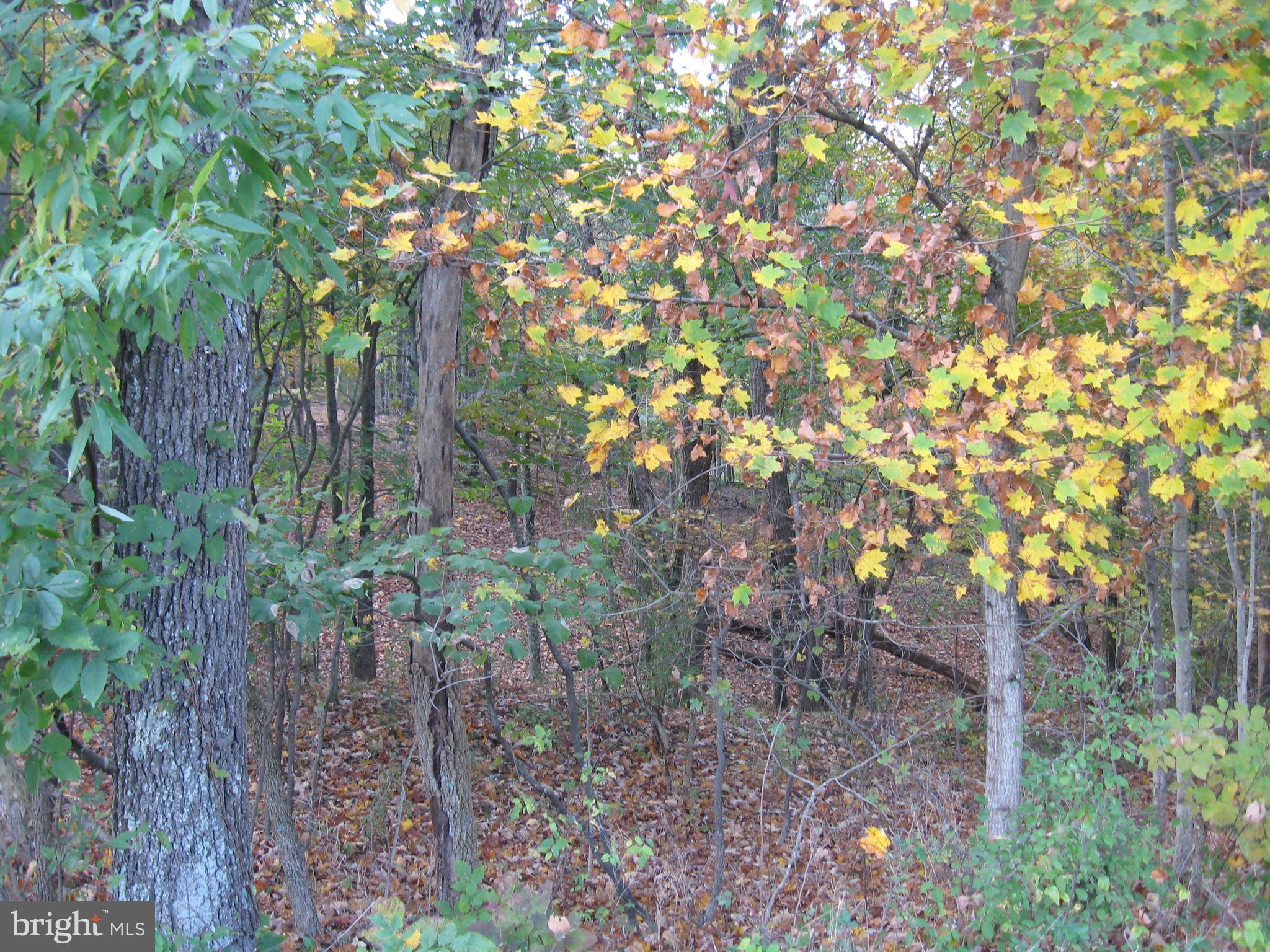 Fish Hatchery Road Berkeley Springs, WV 25411 - Photo 25 of 44 a backyard of a house with lots of plants and large trees