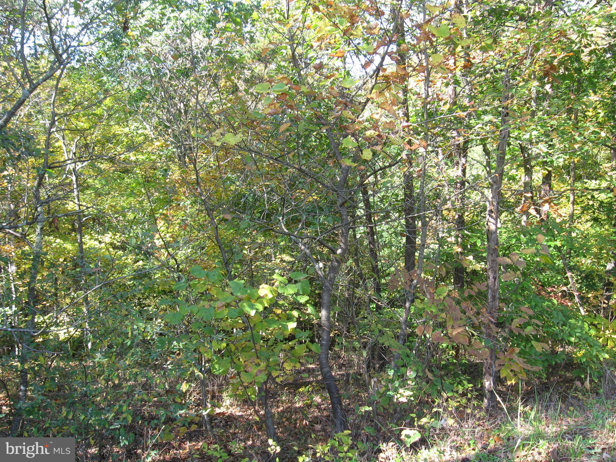 Fish Hatchery Road Berkeley Springs, WV 25411 - Photo 27 of 44 a view of a lush green forest