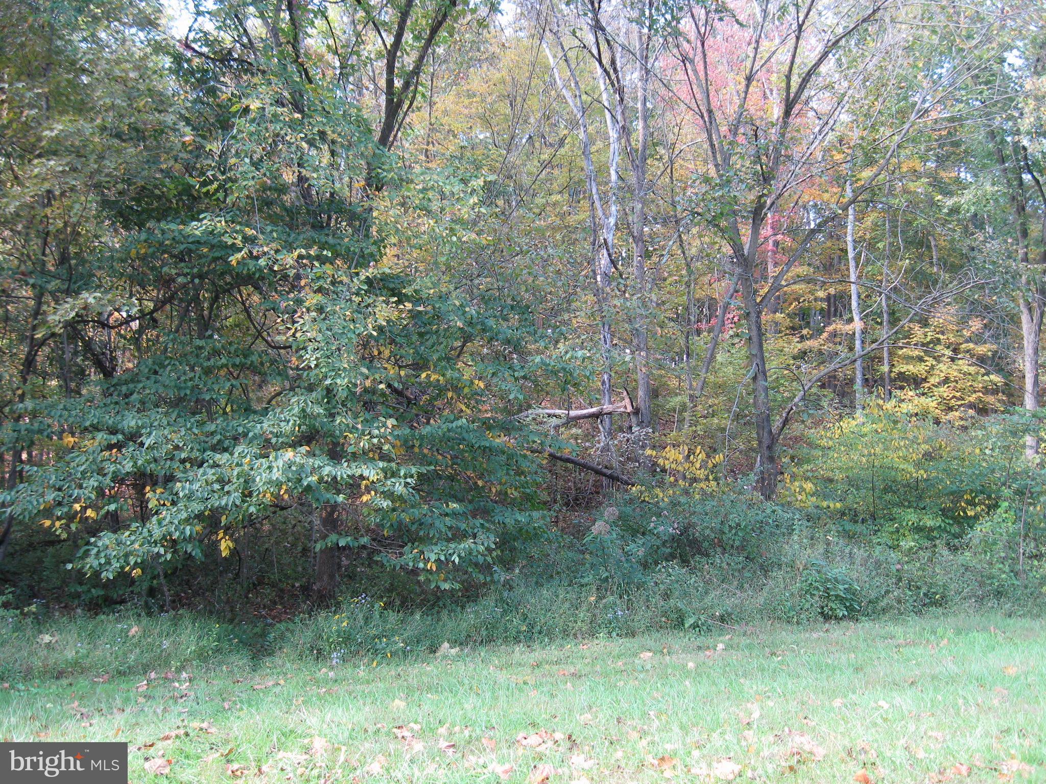 Fish Hatchery Road Berkeley Springs, WV 25411 - Photo 29 of 44 a view of a forest filled with trees