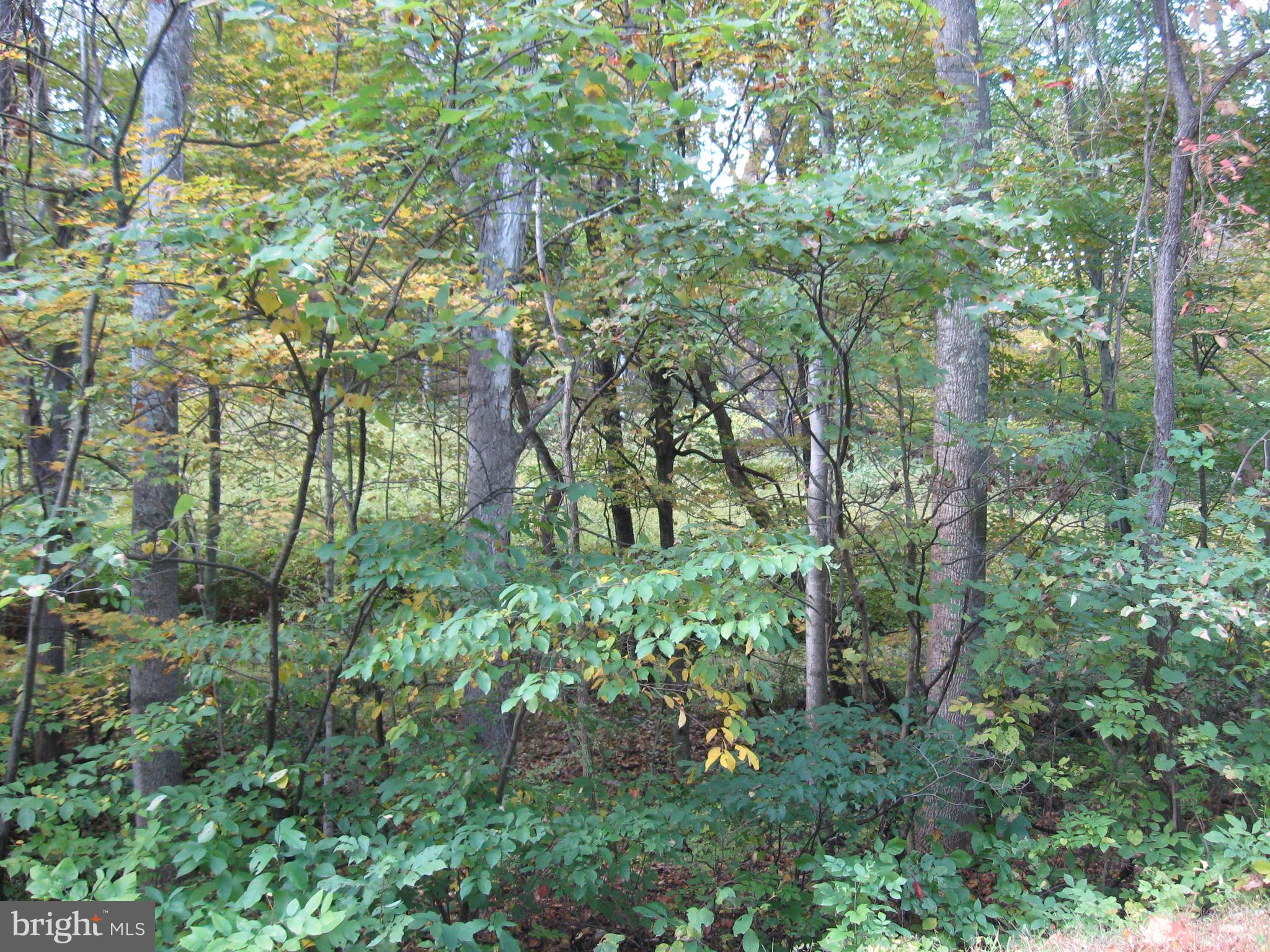 Fish Hatchery Road Berkeley Springs, WV 25411 - Photo 30 of 44 a view of forest
