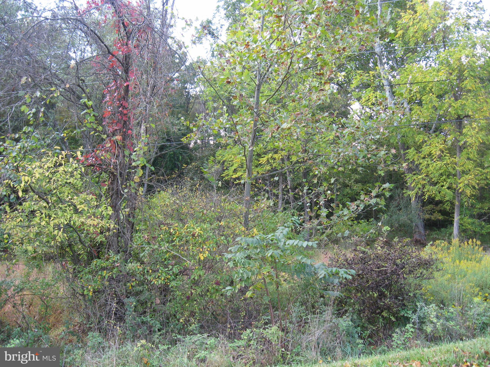 Fish Hatchery Road Berkeley Springs, WV 25411 - Photo 31 of 44 a view of a forest with a tree