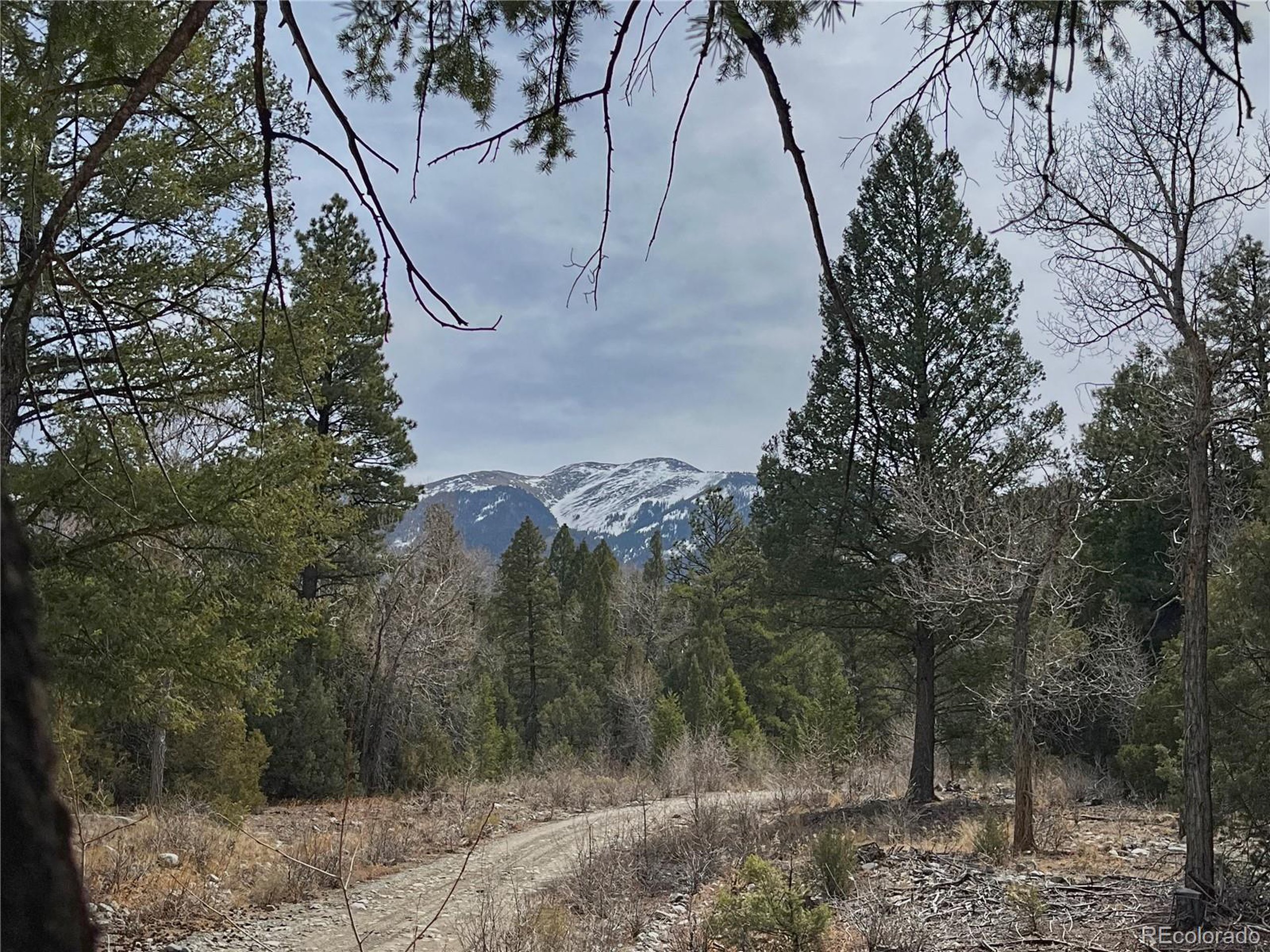 54 Big Bear Road Mosca, CO 81146 - Photo 3 of 16 a view of a yard