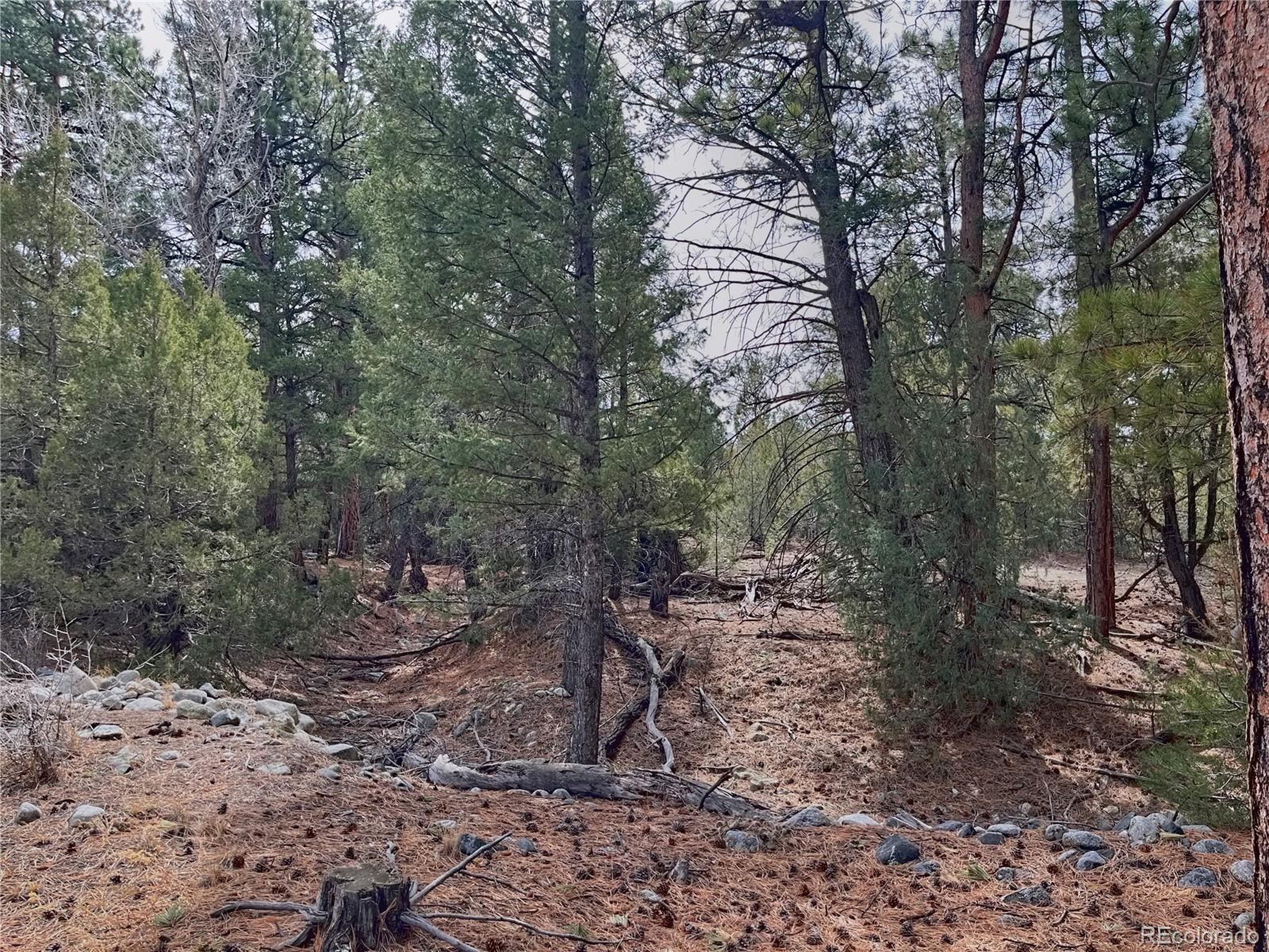 54 Big Bear Road Mosca, CO 81146 - Photo 5 of 16 a view of a forest with trees in the background