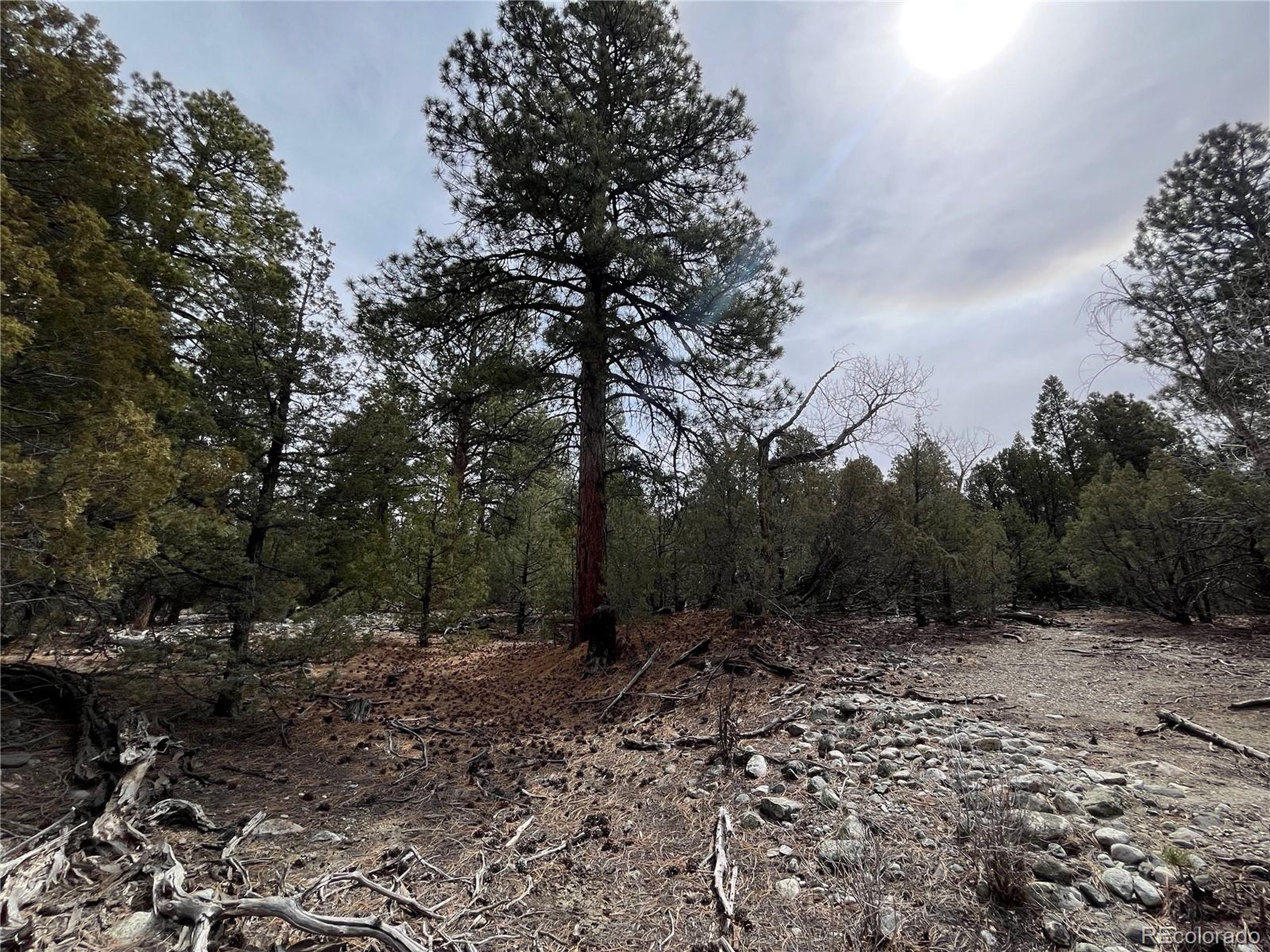 54 Big Bear Road Mosca, CO 81146 - Photo 7 of 16 a big yard with lots of green space and deers