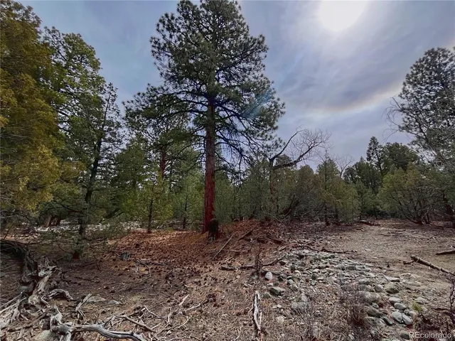 a view of a forest with trees in the background