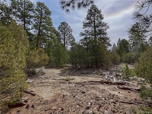 a view of a dry yard with trees