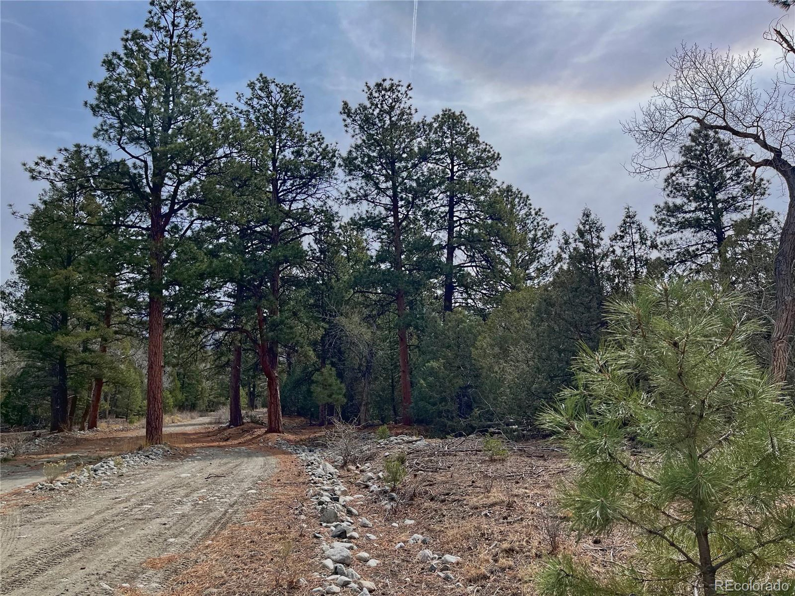 54 Big Bear Road Mosca, CO 81146 - Photo 10 of 16 a backyard of a house with lots of trees