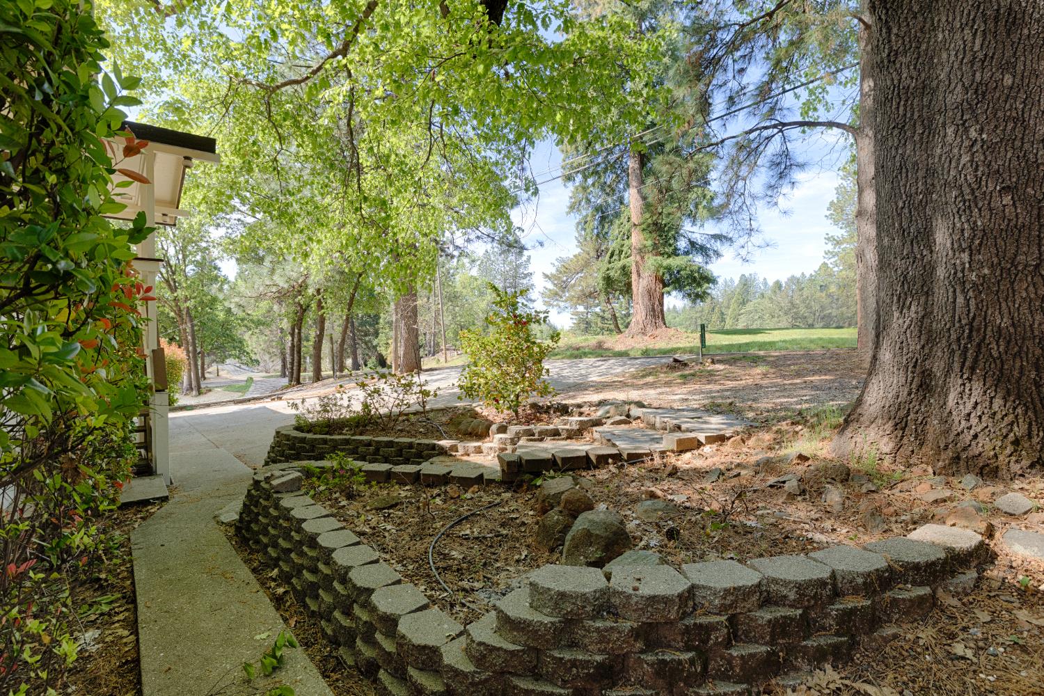 16173 Norlene Way Grass Valley, CA 95949 - Photo 12 of 25 a view of yard with tree