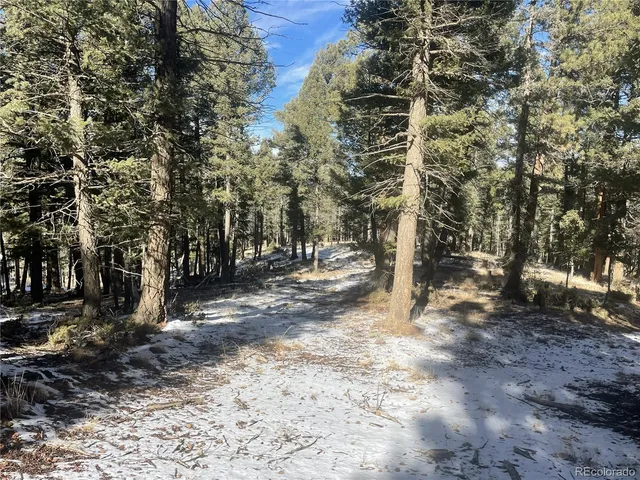 a view of a forest with trees