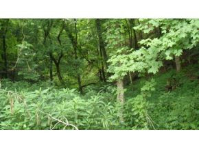 0 Doc Hawkins Road Greeneville, TN 37745 - Photo 11 of 16 Photo 11