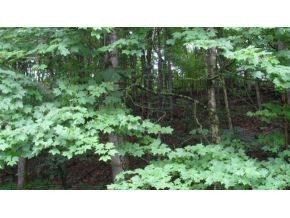 0 Doc Hawkins Road Greeneville, TN 37745 - Photo 12 of 16 Photo 12