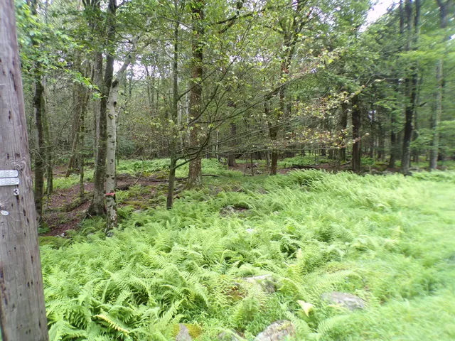 $5,000 | Cobblewood Road, Newfoundland, PA 18445