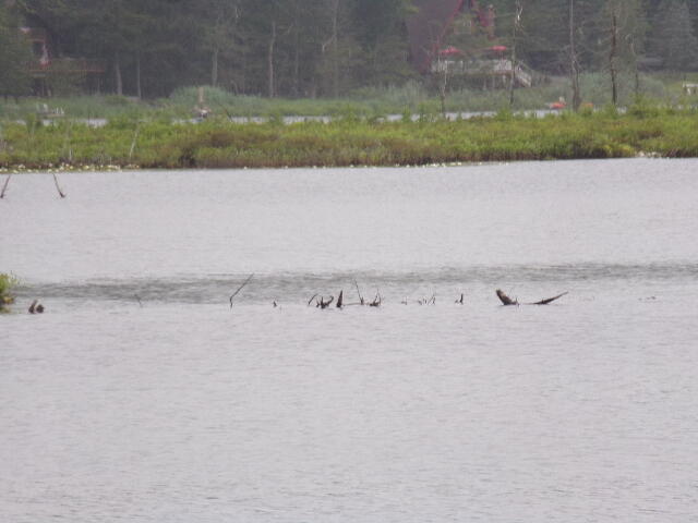 Cobblewood Road Newfoundland, PA 18445 - Photo 8 of 8 102_2044