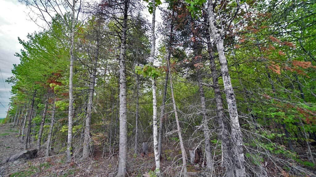 Lot 18 Monument Road Amity, ME 04471 - Photo 18 of 29 18-b-monument-rd-amity-7