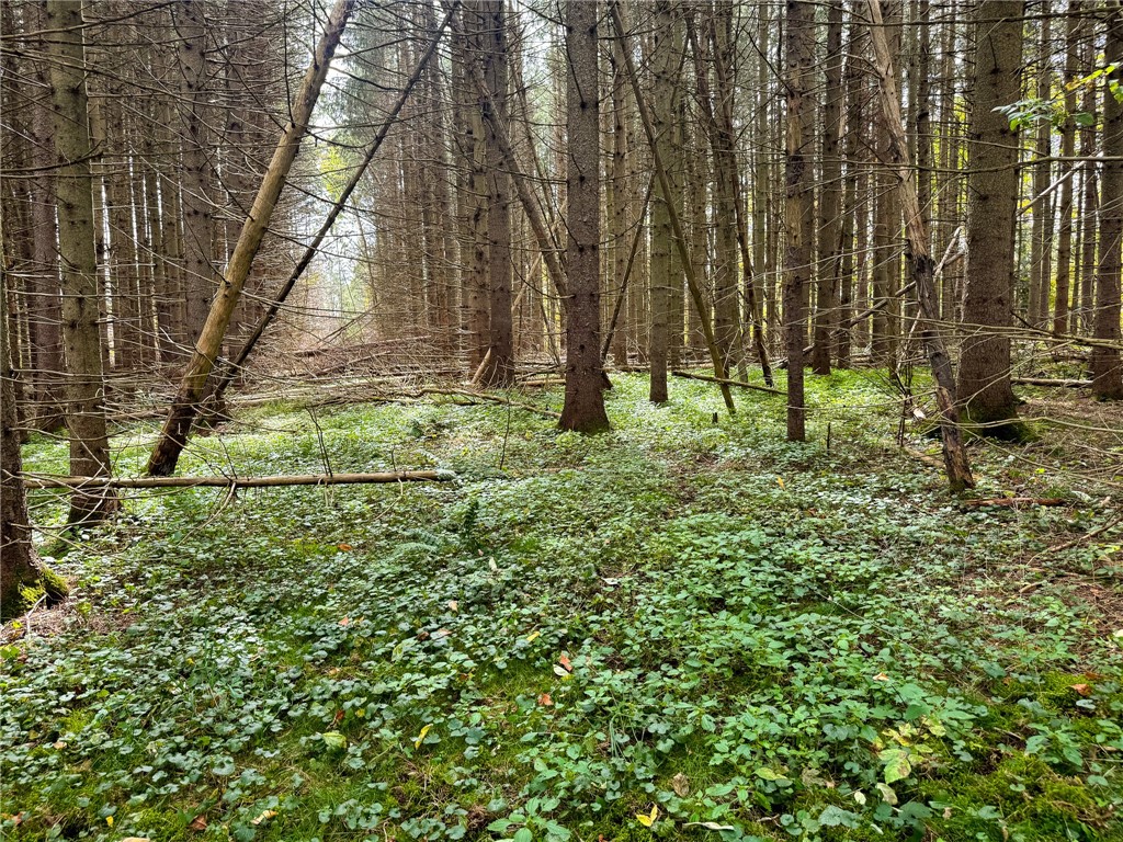 7465 Chappel Road Hamilton, NY 13346 - Photo 11 of 20