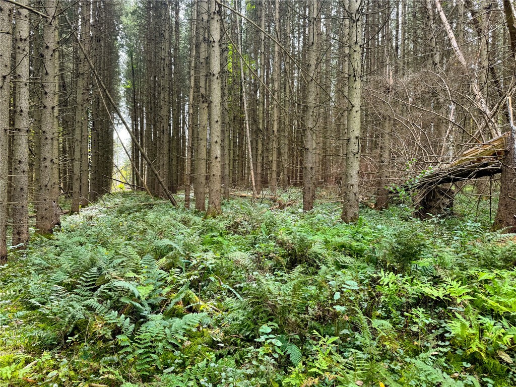 7465 Chappel Road Hamilton, NY 13346 - Photo 8 of 20