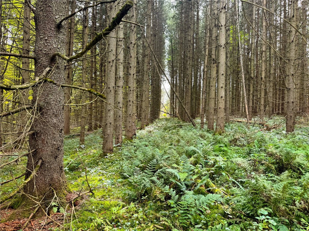 7465 Chappel Road Hamilton, NY 13346 - Photo 9 of 20