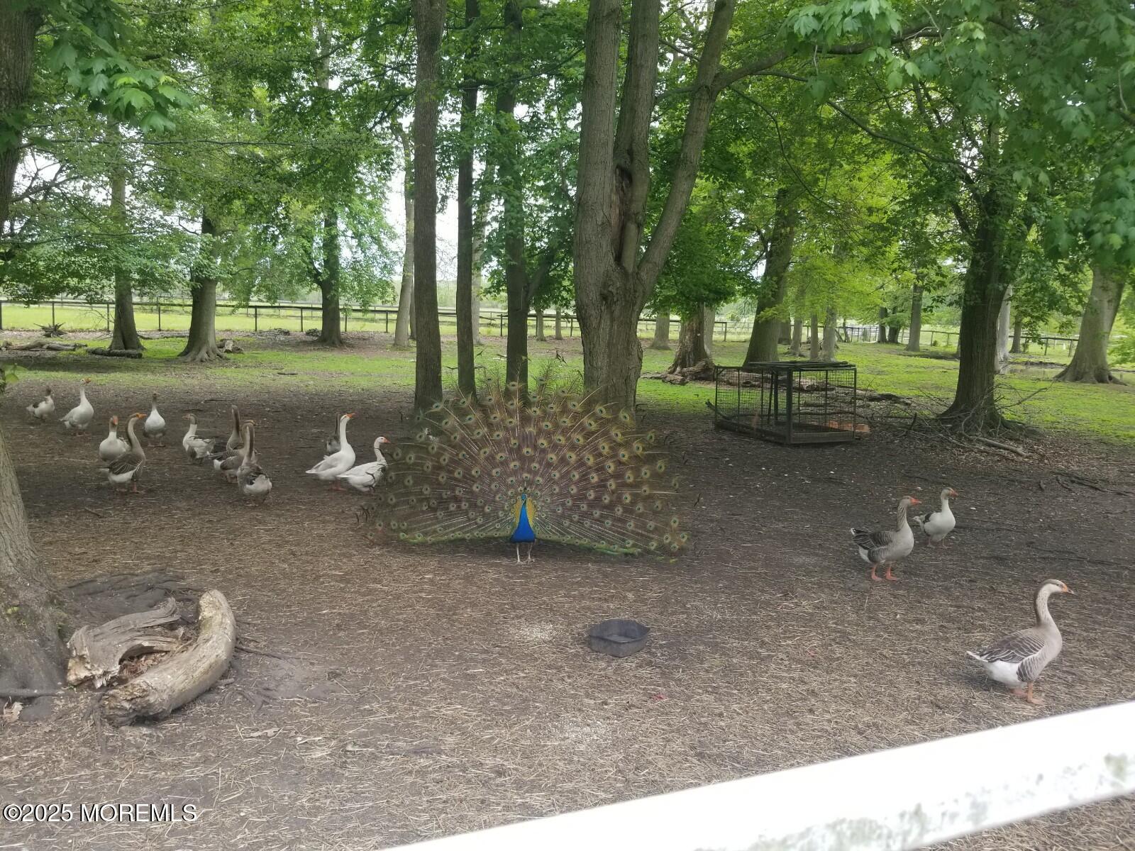 2328 Monmouth Road Jobstown, NJ 08041 - Photo 48 of 54 a backyard of a house with lots of green space