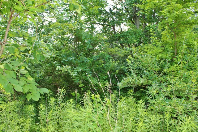 a view of a lush green space