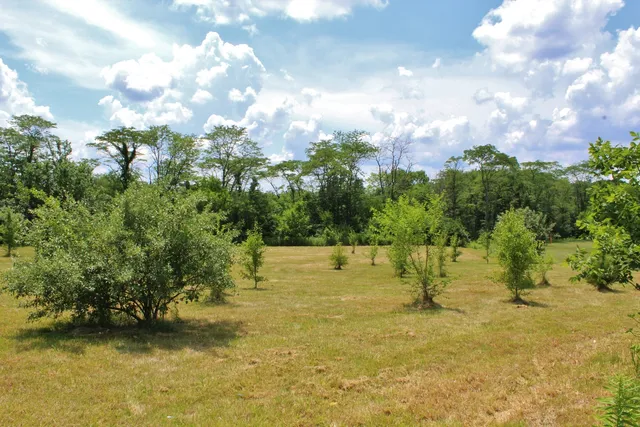 a view of a yard with a tree