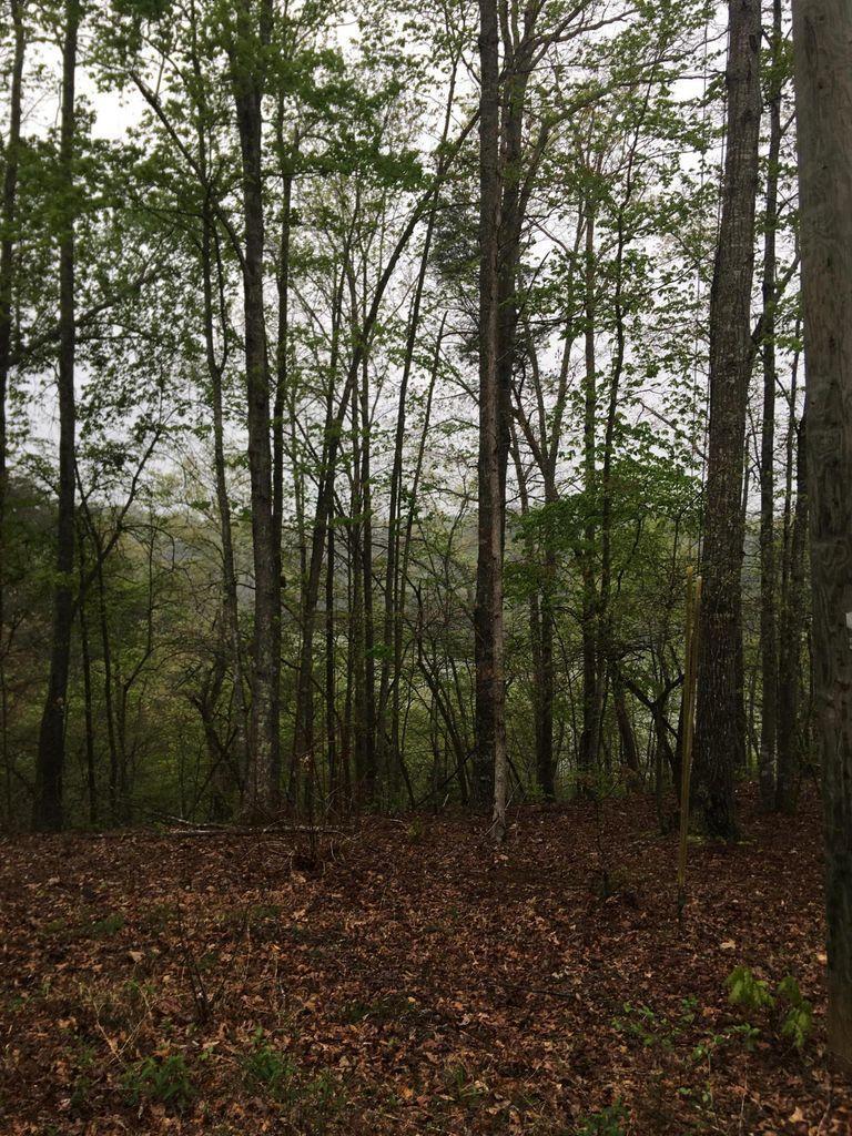 Lot #9 Lone Ridge Trail Nancy, KY 42544 - Photo 8 of 9 37-5