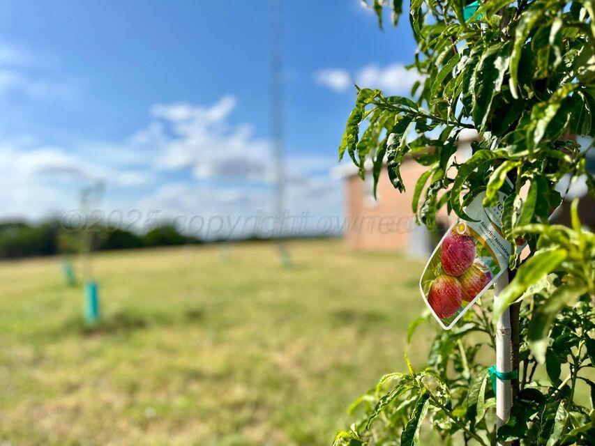 15200 Highway 152 Wheeler, TX 79096 - Photo 28 of 71 a view of a yard