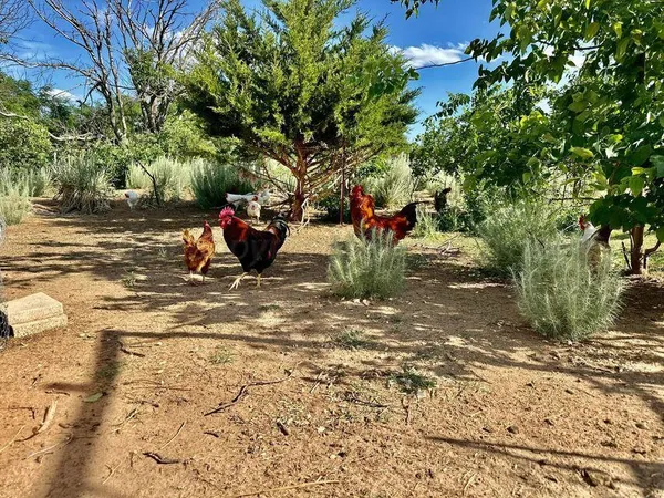 a view of a yard with a tree