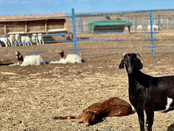 a view of a field and trees