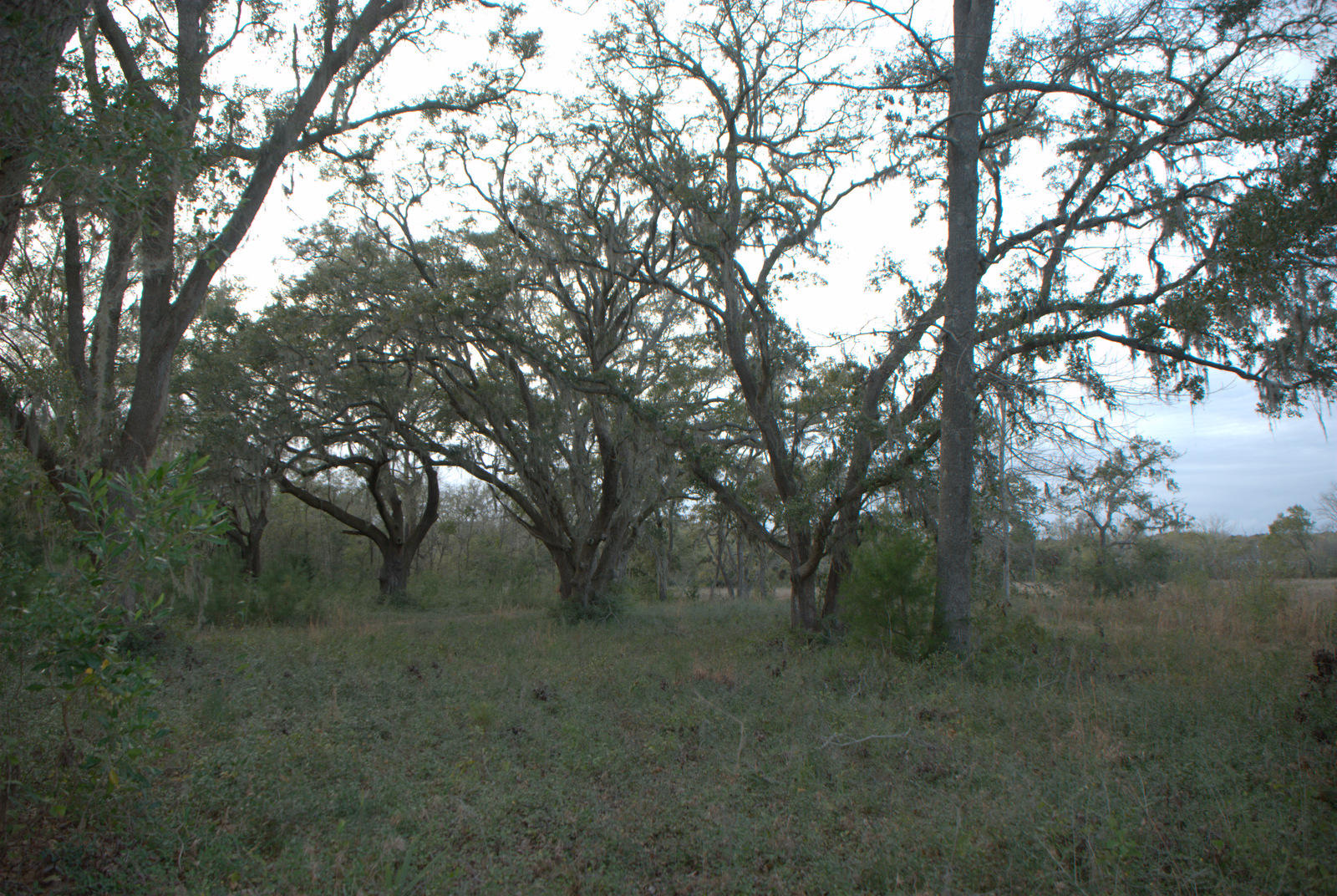 1 Bloody Point Road Wadmalaw Island, SC 29487 - Photo 2 of 42 DSC_1729