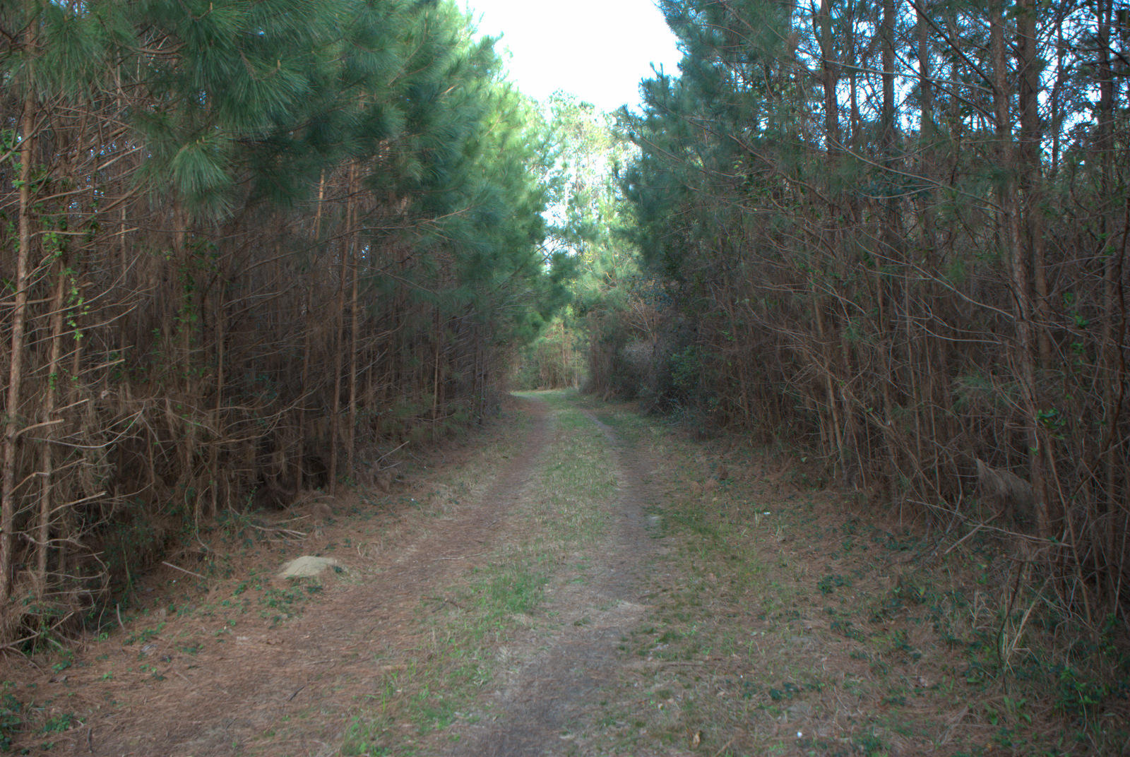 1 Bloody Point Road Wadmalaw Island, SC 29487 - Photo 11 of 42 DSC_1719