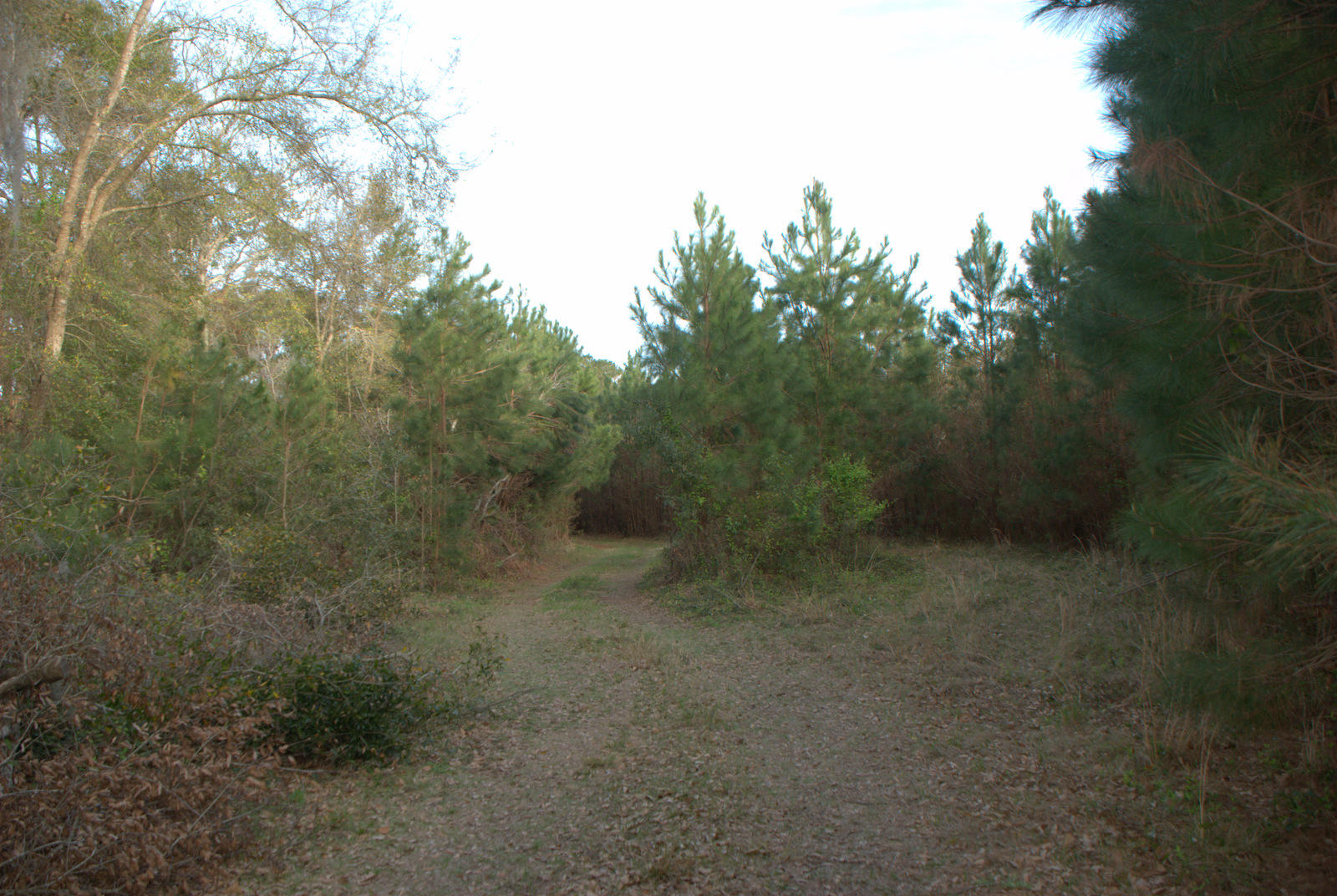 1 Bloody Point Road Wadmalaw Island, SC 29487 - Photo 12 of 42 DSC_1718