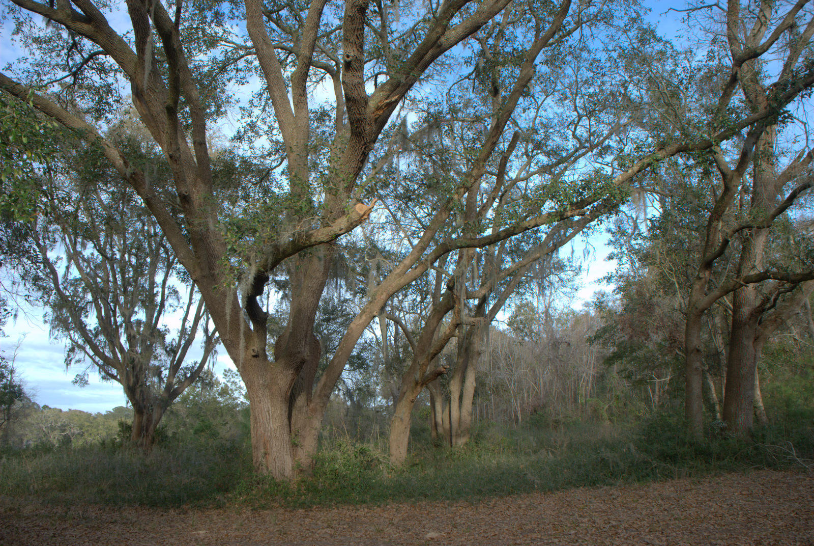 1 Bloody Point Road Wadmalaw Island, SC 29487 - Photo 13 of 42 DSC_1717