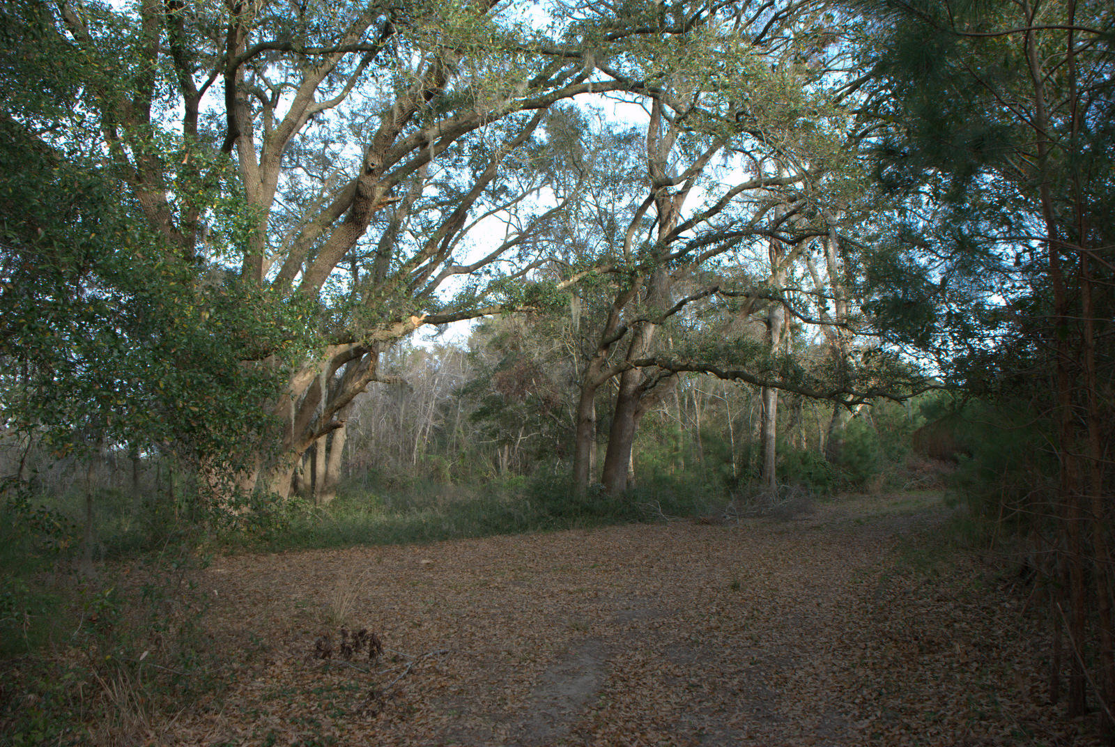 1 Bloody Point Road Wadmalaw Island, SC 29487 - Photo 14 of 42 DSC_1716