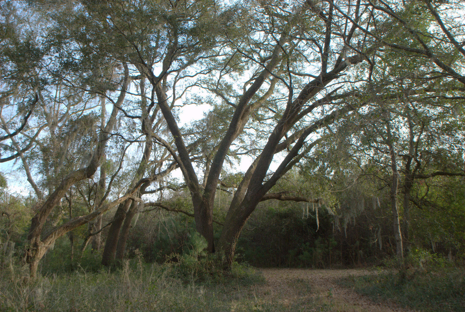 1 Bloody Point Road Wadmalaw Island, SC 29487 - Photo 19 of 42 DSC_1711
