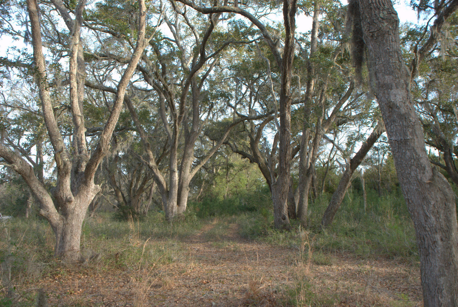 1 Bloody Point Road Wadmalaw Island, SC 29487 - Photo 33 of 42 DSC_1696
