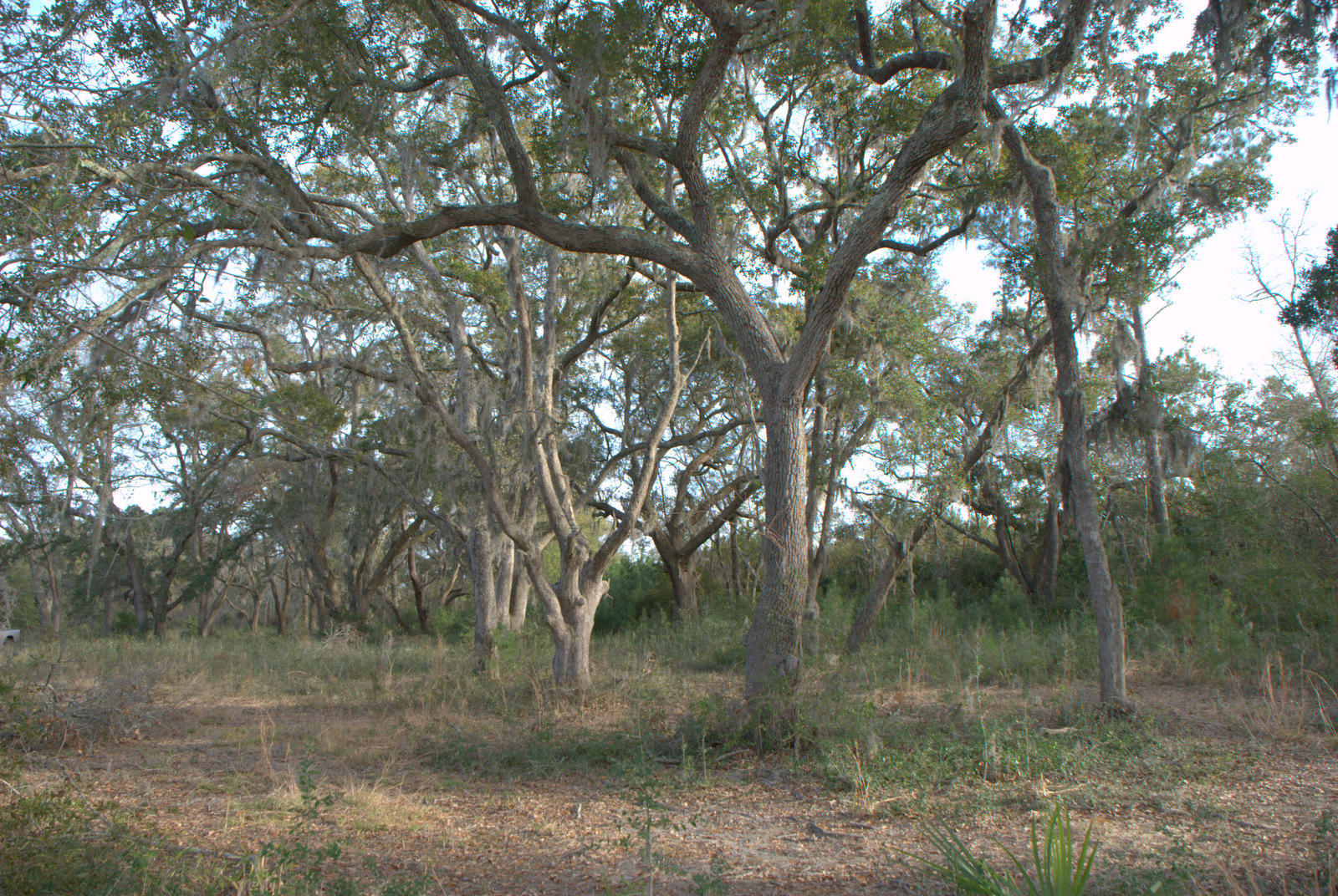 1 Bloody Point Road Wadmalaw Island, SC 29487 - Photo 36 of 42 DSC_1693