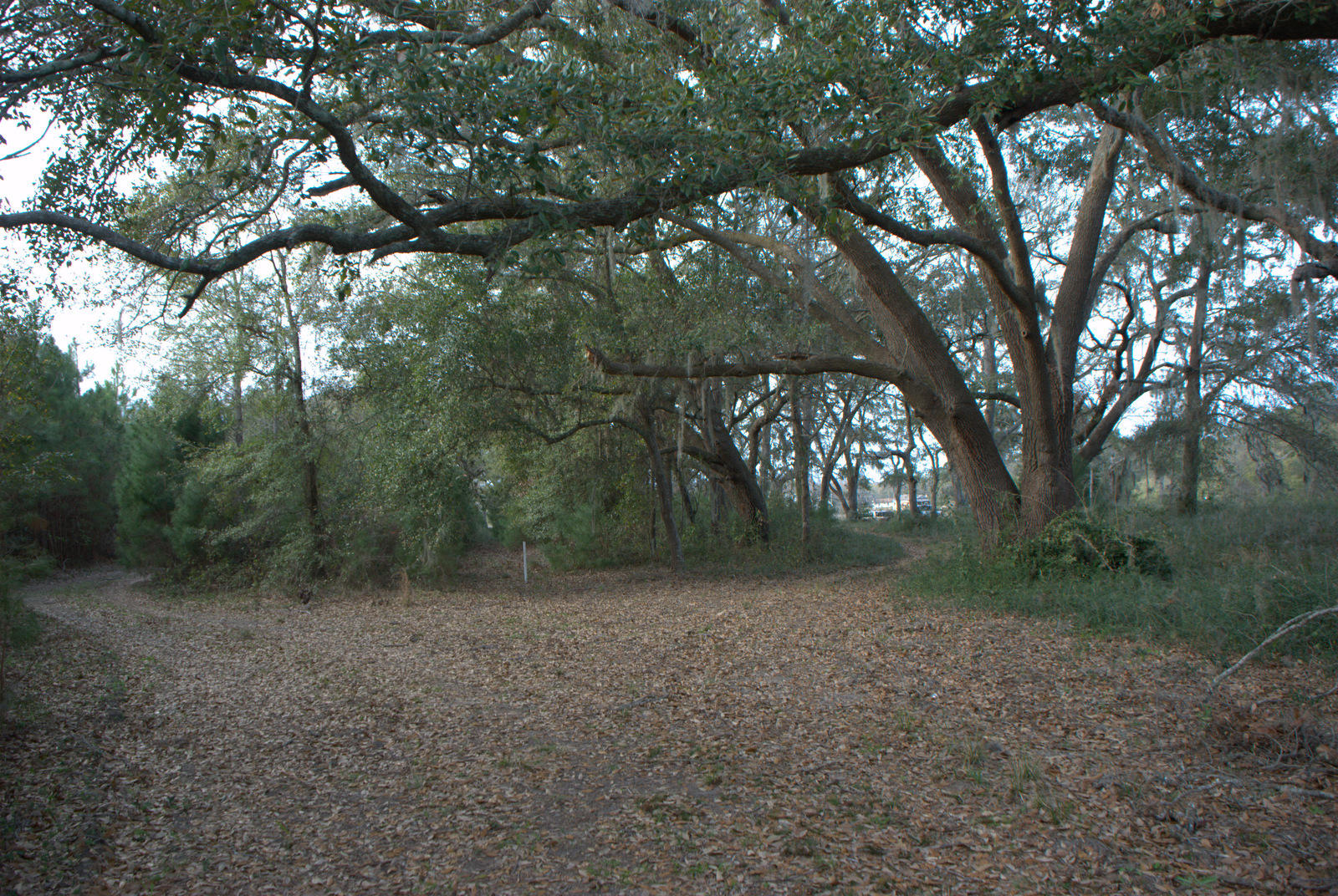 1 Bloody Point Road Wadmalaw Island, SC 29487 - Photo 5 of 42 DSC_1726