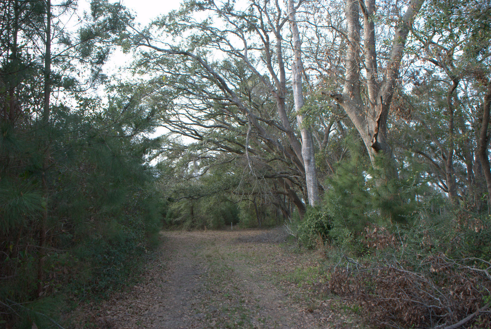 1 Bloody Point Road Wadmalaw Island, SC 29487 - Photo 6 of 42 DSC_1725