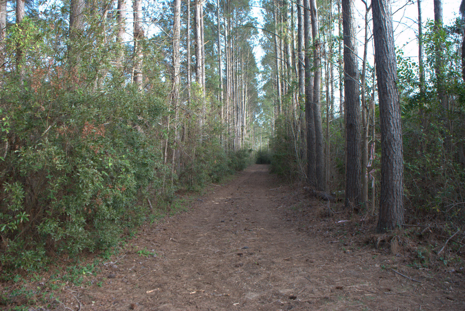 1 Bloody Point Road Wadmalaw Island, SC 29487 - Photo 9 of 42 DSC_1721