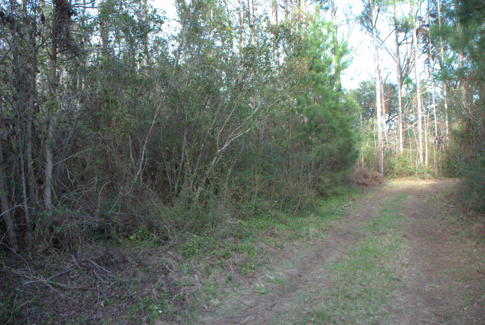 1 Bloody Point Road Wadmalaw Island, SC 29487 - Photo 10 of 42 DSC_1720